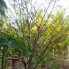 tuandiep191