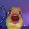 not_nikxx