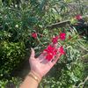 alisha_11208