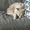 rust_and_cosa_kitties