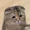 turbo_pendejo