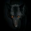 night_owl_21
