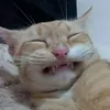 kapom_s