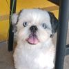 milo_shihtzu2