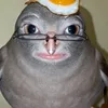 pipit._.ars