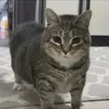 oattophaccc_