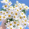 n.a.numanahmed3224