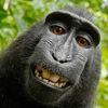 themonkeymoocher