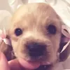 babajagatoja