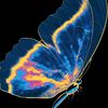 butterfli.653