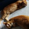 catymiaw56