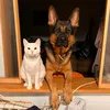 heimdallgermanshepherd