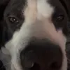 figurgf
