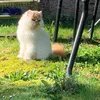 pwepperdekat