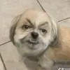s0ggyk3tchup