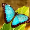 sherine_butterfly