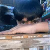 unokeyven
