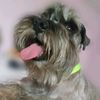 chisguetemax