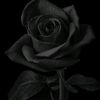 rara_met