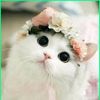 princesmeong
