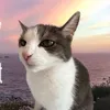 zdrkprbpc