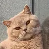 catswhiskers1oo