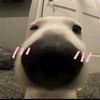 aporagaa