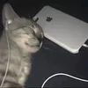 feddepeep