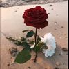 user27771903366120