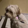 sophia.pats3