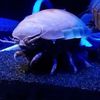 isopod145