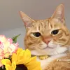 meocamyuzuvuive