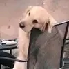 abearontheloose