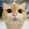 guznkizn