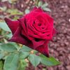silviaw376