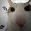 hphatdzai69