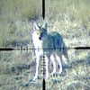 crosscountrycoyotehunter