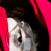 vity_alexandre