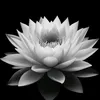 bi_an_ko_can_hoi