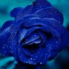 blue_rose987