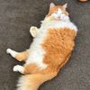 sarahlovescats1712