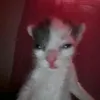 king_5684