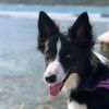 molly.border.c
