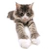 ._..catt