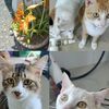 cat_cat1206