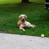 miley_mae_spoiledgolden