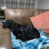 indythecockerspaniel