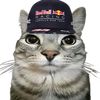 redbull_cat