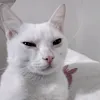 y6_x1