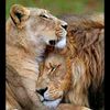 king_officiel_1